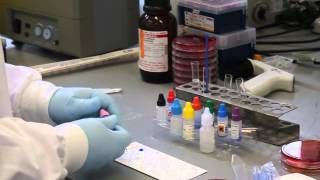 Case 2: Lancefield grouping Test