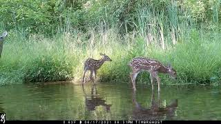 June 19, 2021 PA Trail Cam Footage Browning FHD Spec Ops Recon Force Deer Turkey Heron Geese Fawns
