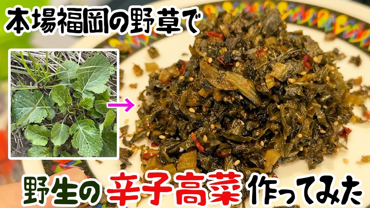 本場福岡の野草で、野生の辛子高菜作ってみた