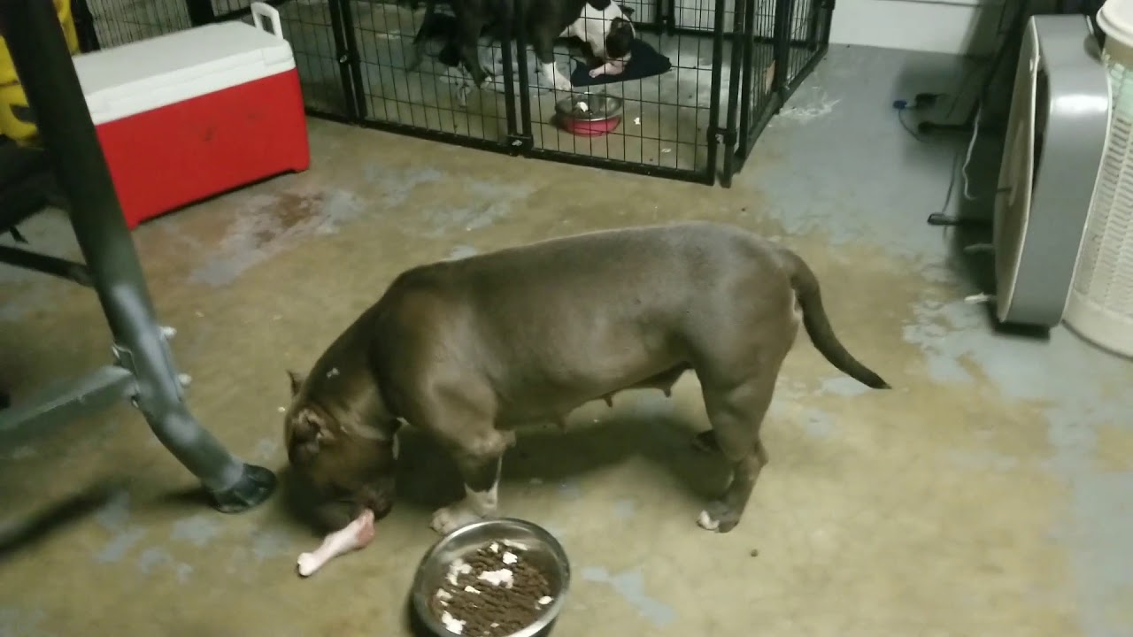 best raw food for american bully