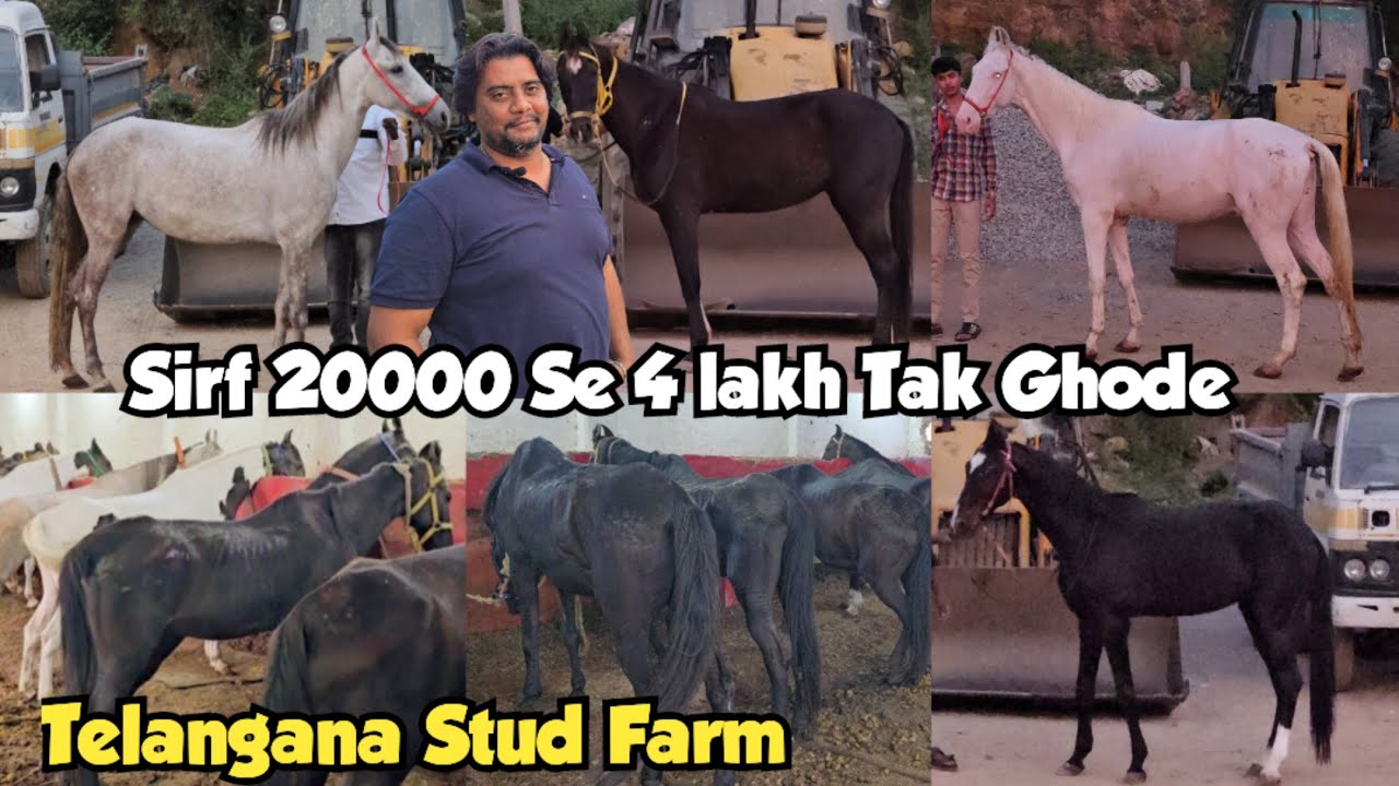 Telangana Stud farm or Telangana horse market in Hyderabad | Saste ghode available | marwadi horses