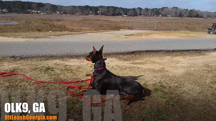 6-Month Old Doberman, Vashti! | Doberman Pinscher Trainers in Atlanta | Georgia Dog Training
