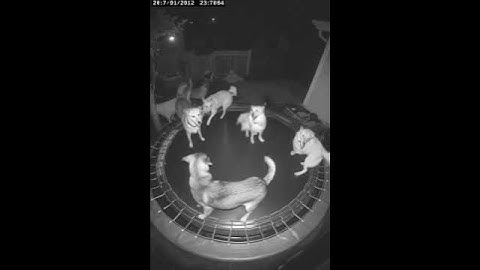 #comedyeffect #aveeplayer #trending #amazing #funny #wow #foryou #shorts #shortvideo #ytshorts