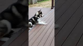 Husky engineering update: husky tried to escape the crate with zero balance #Shorts