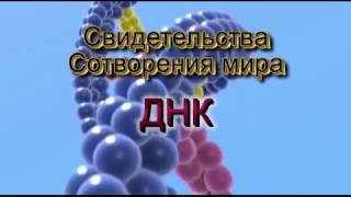 Свидетельства Сотворения мира - ДНК