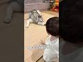 赤ちゃんとハスキーの種を超えた兄弟愛#ハスキン#シベリアンハスキー#犬と赤ちゃん#家族 #shorts