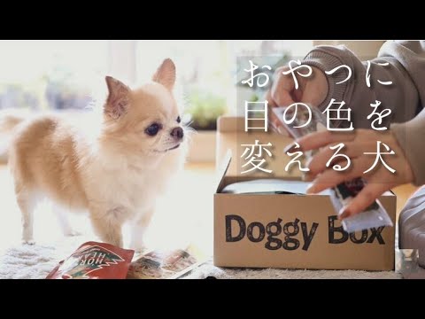 ASMR おやつに目の色を変える犬/チワワ