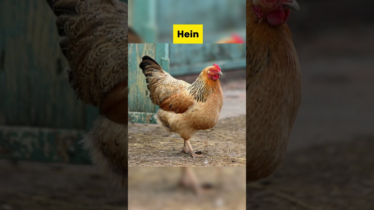 How animals give birth 😳