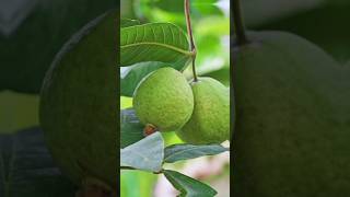 Jambu Guava Mulai Produktif