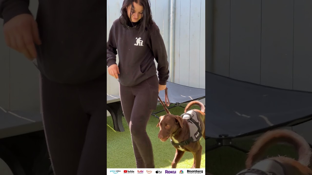 🐾 🎬 BEHIND THE SCENES on ADTV at SHELTER TO SOLDIER’s training facility - Episode AIRS 12/14!