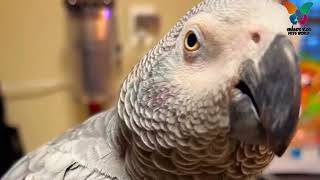 Happy African Grey Beak Grinding Sound || Satisfying ASMR #africangrey #parrot #sound #trending