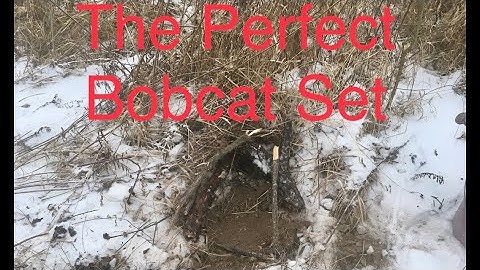 Bobcat Trapping (How To Trap For Bobcats)