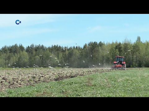 В Карелии хозяйства готовятся к посеву кормовых культур