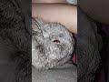 #yutubeshorts #cute #cuterabbit #rabbit #kpop #yena #catchcatch #mycuterabbit #subscribe