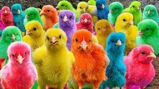 World Cute Chickens, Viral Charm with Colorful Chickens, Ducks, and Fluffy Rabbits! 🌈🐤