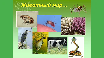БИОЛОГИЯ 5 КЛАСС.Царство животных.