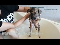 Групповое купание щенков из приюта вместе с волонтером в его квартире | bath puppies in the bathroom