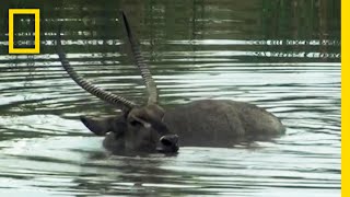 ウォーターバックの刺客 | ナショジオ
