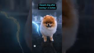 Hasans Dog