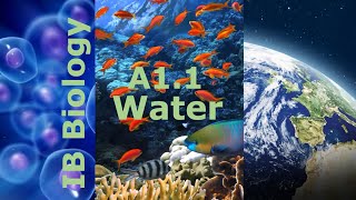 IB Biology – A1.1 Water