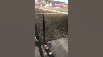 Dynamics Spring Projectile Motion Project