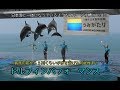 【うみがたり】イルカショー【上越水族館】 の動画、YouTube動画。