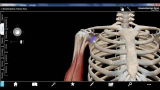 upper limb1b DR SAMEH GHAZY