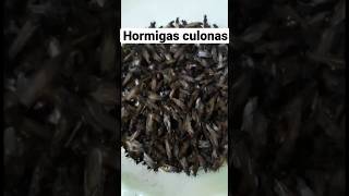 HORMIGAS CULONAS hormigas culonas