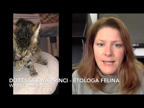 Video: Vivere Con Un Gatto Anziano Con Artrite - Vet Quotidiano