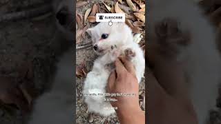 Why is he judging everyone? 😂🐶#short #shorts #shortvideo #shortsvideo #shortsfeed #shortsviral #dog