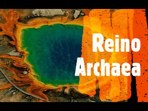Vídeo: Como Archaea cresce?