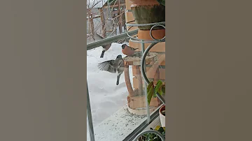 кормушка для снегирей