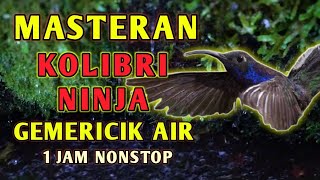 Masteran Suara Burung Kolibri Ninja KONIN Gacor Dengan Gemericik Air