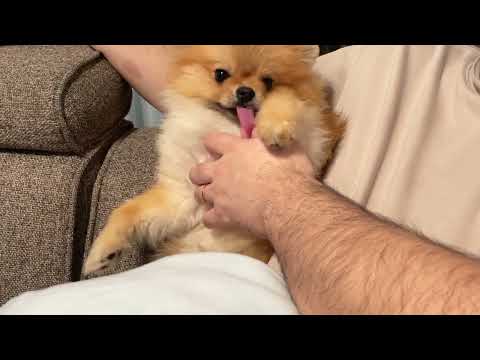 人間の指うまー【ハードボイルド編集】