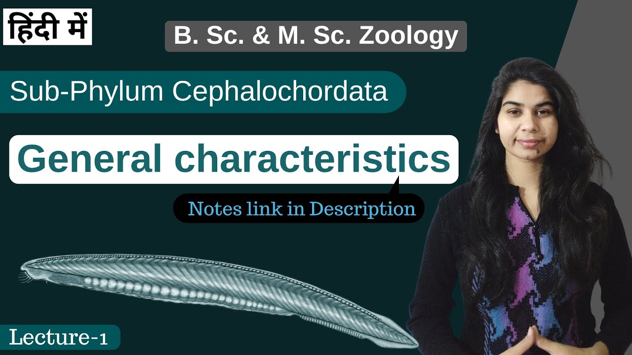 Sub-Phylum Cephalochordata || general characteristics || In Hindi || B. Sc. & M. Sc. || Zoology