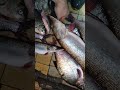 контрольное взвешивание с соседом Fishing Shortvideo кастинговаясеть Исеть контрольное взвешивание с соседом Fishing Shortvideo кастинговаясеть Исеть