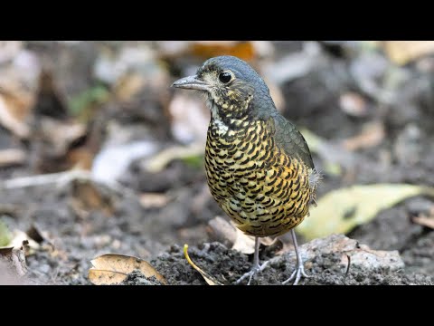 Nueva especie de ave para la ciencia descubierta en la Sierra Nevada de Santa Marta