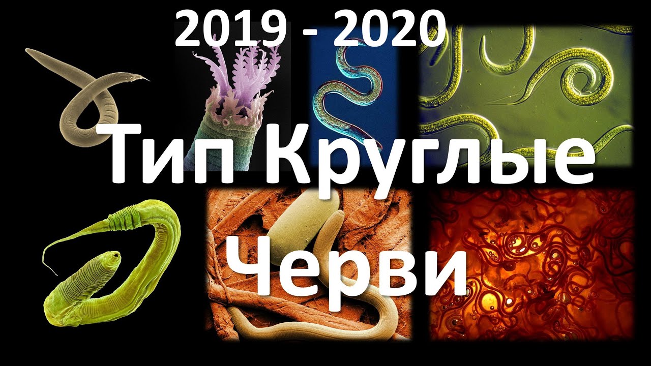 ⁣6. Круглые черви (7 класс) - биология, подготовка к ЕГЭ и ОГЭ 2020