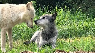 Sneaky Wolf Steals Bone From His Brother