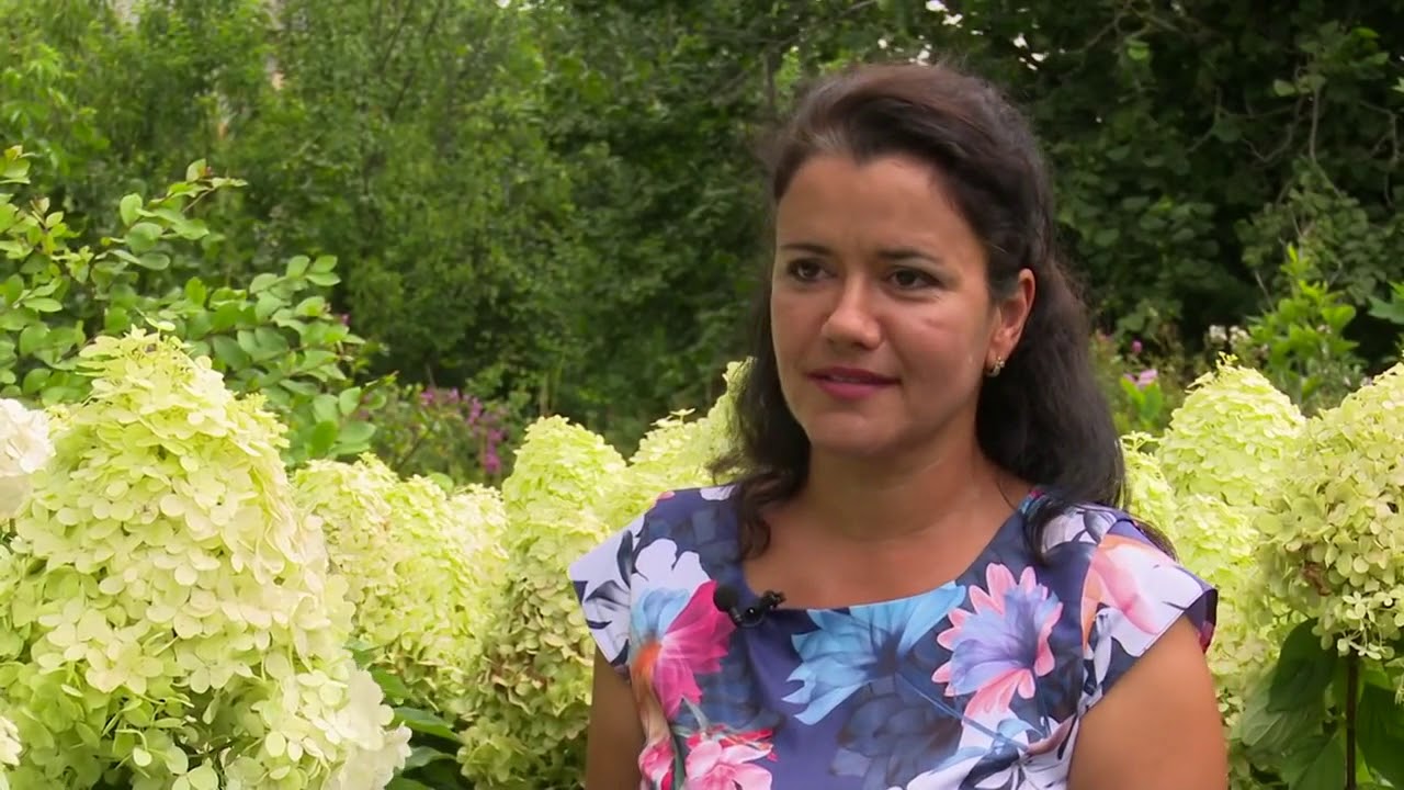 Hortensia (Hydrangea Paniculata) Pepiniera Peris
