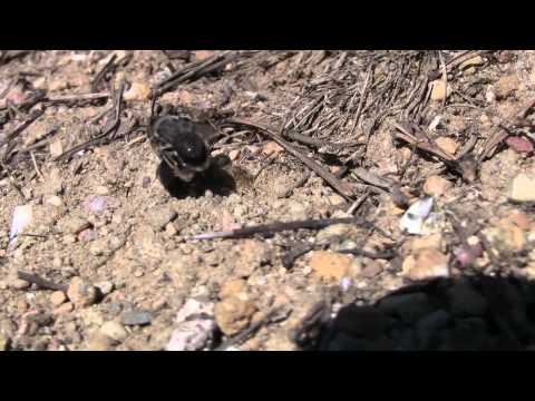 Video: Polyfaaginen Kalifornialainen Mittakaava Hyönteinen