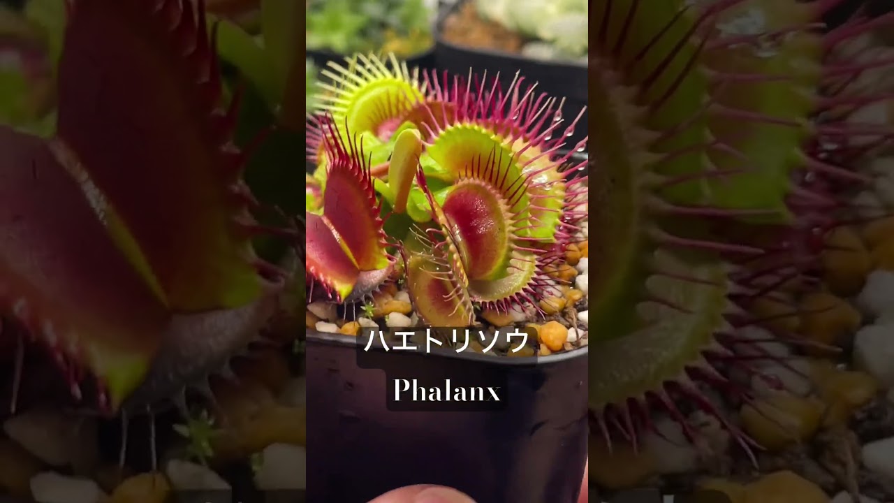 食虫植物 ハエトリソウ ハエトリグサ phalanx の紹介