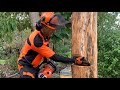 Basic Tree Felling Technique for the non-professional