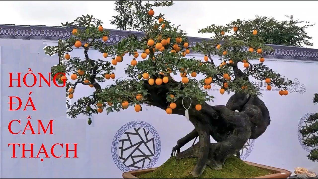 Hồng đá cẩm thạch - Hồng đá tứ xuyên