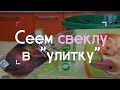 Сеем свеклу в "улитку" (07.03.2016 г.).