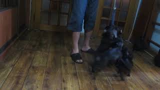 Очень Редкая Порода Норных С Кровями Питбуля.паттердейл Терьер.