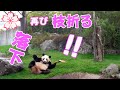 １０年に一度パンダの珍事珍芸、木の枝折って溝に捨て憤慨🐼桜浜この遊具２回目、落下後しぐさはまるで人間