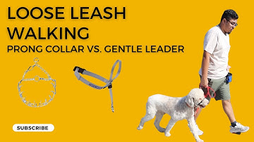 Loose Leash Walking : Prong Collar vs. Gentle Leader