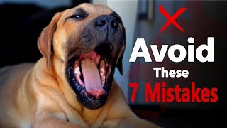 Avoid These 7 Mistakes with Your Boerboel