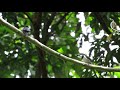 white-necked puffbird | Notharchus hyperrhynchus | El bobo de collar